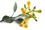 250 TREE TOBACCO Nicotiana Glauca Yellow Trumpet Flower Herb Shrub Seeds