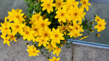 250 MAXIMILIAN (Prairie) SUNFLOWER Helianthus Maximiliani Flower Seeds