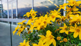 250 MAXIMILIAN (Prairie) SUNFLOWER Helianthus Maximiliani Flower Seeds
