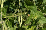 50 Charlevois DARK Red KIDNEY BEAN Chili Baked Phaseolus Vulgaris Vegetable Seed