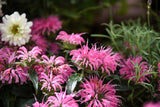 20 Dwarf PINK BEE BALM Monarda Bradburiana Eastern Beebalm Herb Flower Seeds