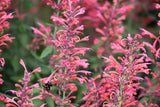 30 Red AGASTACHE HEATHER QUEEN Hummingbrid Mint Hyssop Flower Herb Seeds