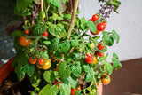 500 BULK Dwarf Cherry TOMATO TINY TIM Solanum Lycoperscium Red Fruit Seeds