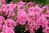 10 TALL GARDEN PHLOX Paniculata Mixed Colors 'New Hybrids Mix' Flower Seeds