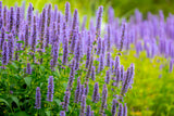 100 ORGANIC Superior LICORICE MINT Agastache Rugosa Korean Tea Herb Purple Flower Seeds