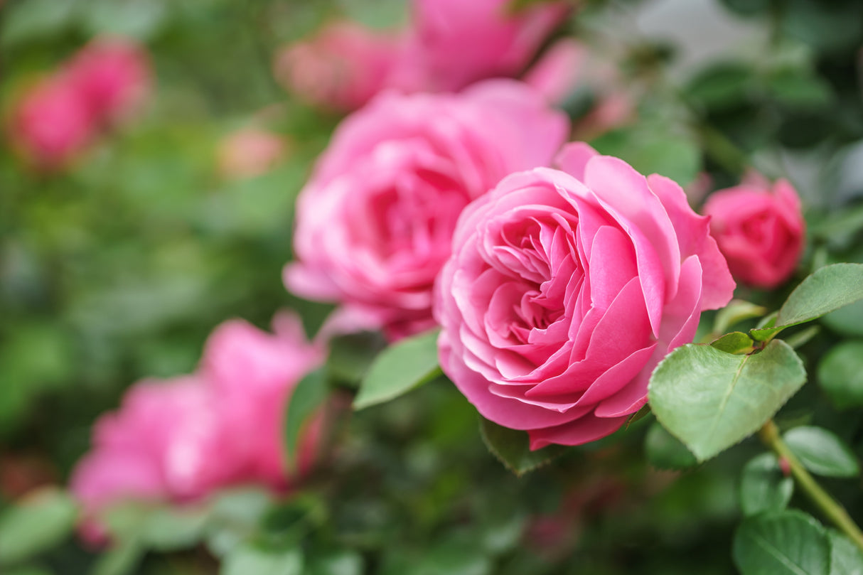 5 PINK ROSE Rosa Bush Shrub Perennial Flower Seeds
