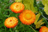 100 ORANGE DOUBLE STRAWFLOWER Xerochrysum Bracteatum Helichrysum Monstrosum Flower Seeds