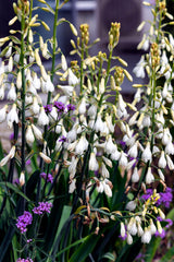 10 WHITE AFRICAN HYACINTH aka Cape or Giant Summer / Spire Lily - Ornithogalum Candicans / Galtonia / Hyacinthus Flower Seeds