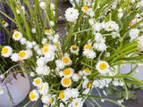 250 WHITE WINGED EVERLASTING Ammobium Alatum Flower Seeds