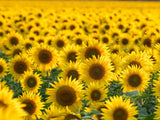 100 BLACK OIL SUNFLOWER Helianthus Annuus Yellow Hummingbird Bird Flower Seeds