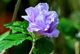 50 Mixed Colors ROSE Of SHARON HIBISCUS Syriacus Flower Tree Bush Seeds Mix