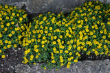 150 YELLOW CREEPING ZINNIA Sanvitalia Procumbens Seeds