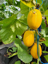 50 EARLY SILVER LINE MELON Cucumis Melo Yellow Striped Skin White Flesh Korean Fruit Seeds