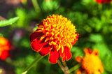 250 DWARF DOUBLE MARIGOLD ' Orange Flame ' Tagetes Patula French Red Flower Seeds