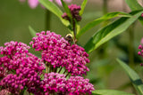 20 CINDERELLA MILKWEED Asclepias Incarnata Flower Seeds