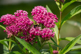 20 CINDERELLA MILKWEED Asclepias Incarnata Flower Seeds