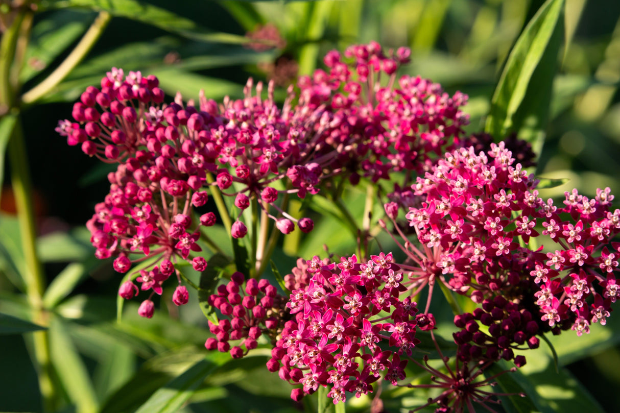 20 CINDERELLA MILKWEED Asclepias Incarnata Flower Seeds