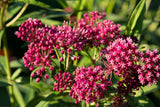 20 CINDERELLA MILKWEED Asclepias Incarnata Flower Seeds