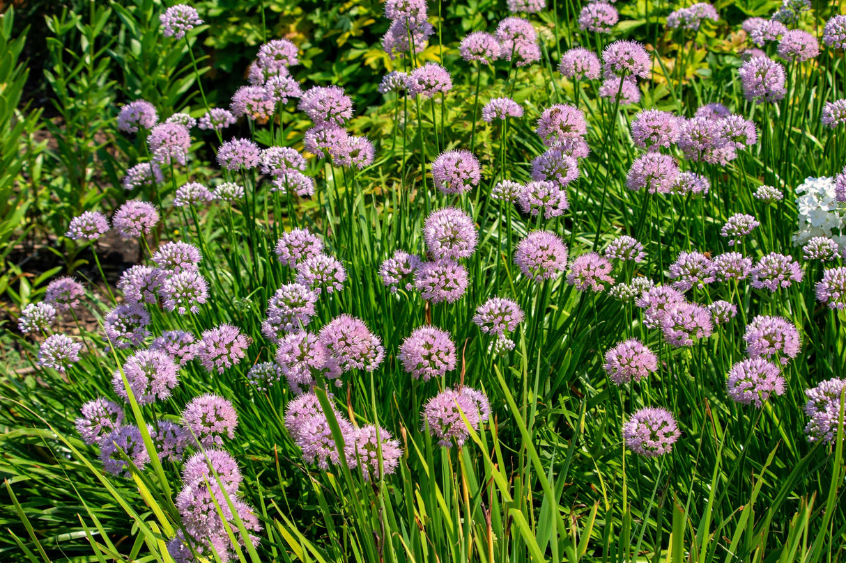 100 PRAIRIE ALLIUM Stellatum Prairie Onion Pink Flower Seeds