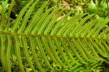 1500 Western SWORD FERN Giant Holly Swordfern Polystichum Munitum Aspidium Solitarium Spores Seeds