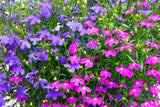 200 MIXED COLORS LOBELIA Regatta Lobelia Erinus Flower Seeds