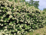 25 SCARLET FIRETHORN Pyracantha Coccinea Bush Shrub Flower Seeds