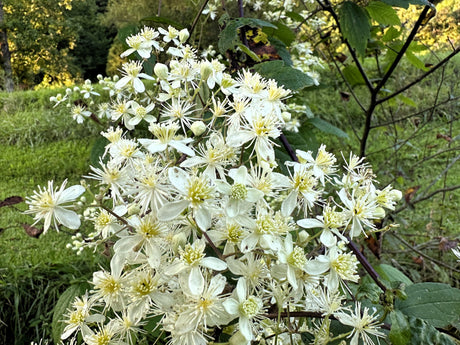 20 WHITE CLEMATIS Virginiana / Virgins Bower Flower Vine Seeds