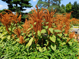 100 Organic HOT BISCUITS AMARANTHUS Cruentus Coppery Bronze Plumes Flower Seeds