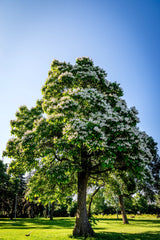 50 Flowering NORTHERN CATALPA Speciosa TREE Seeds (aka Western Catalpa or Catawba / Indian Cigar / Fish-Bait)