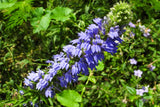 500 GREAT BLUE LOBELIA Lobelia Siphilitica Flower Seeds