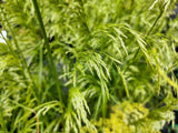 200 TUFTED HAIRGRASS Tussock Grass Deschampsia Cespitosa Moist Ornamental Native Seeds