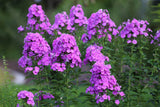 10 Tall PURPLE PHLOX Paniculata Garden Summer Native Hummingbird Flower Seeds