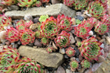 25 MIXED HENS & CHICKS Chickens Succulent (Live Forever) Sempervivum Flower Seeds