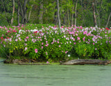 25 MIXED LUNA HIBISCUS Moscheutos Hardy Mixed Colors - Red, Hot Pink, Pink & White Swirl, and White Flower Seeds