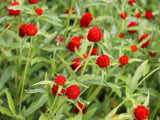 50 GLOBE AMARANTH MIX Gomphrena Globosa Mixed Colors Amaranthus Flower Seeds