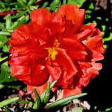 100 Red PORTULACA Grandiflora / MOSS ROSE Succulent Flower Seeds