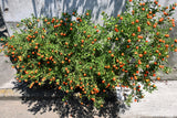 25 JERUSALEM CHERRY Madeira Winter Solanum Pseudocapsicum Flower Seeds