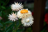 100 WHITE DOUBLE STRAWFLOWER Helichrysum Monstrosum Xerochrysum Bracteatum Flower Seeds