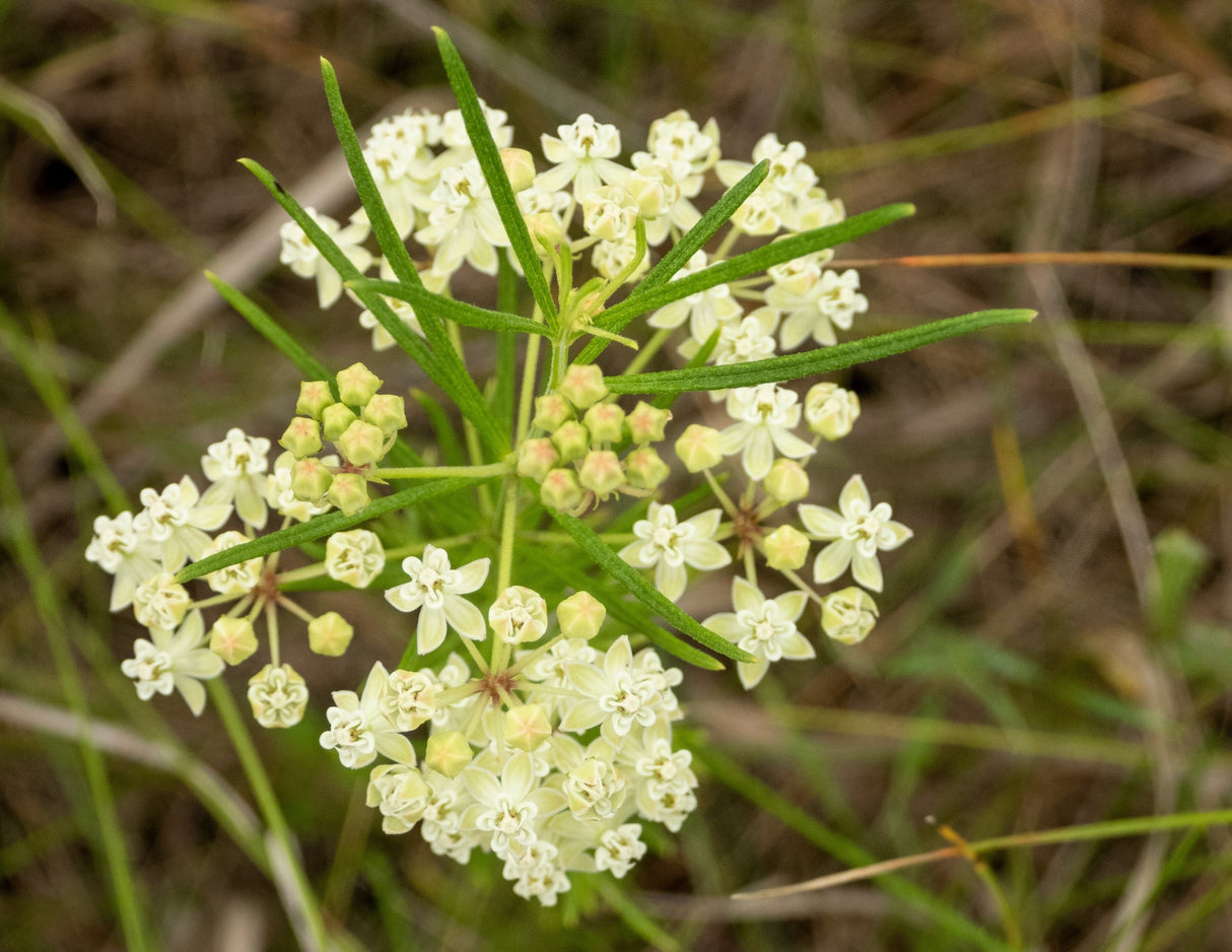 20 WHITE WORLED (Horesetail) MILKWEED Asclepias Verticillata Flower Seeds