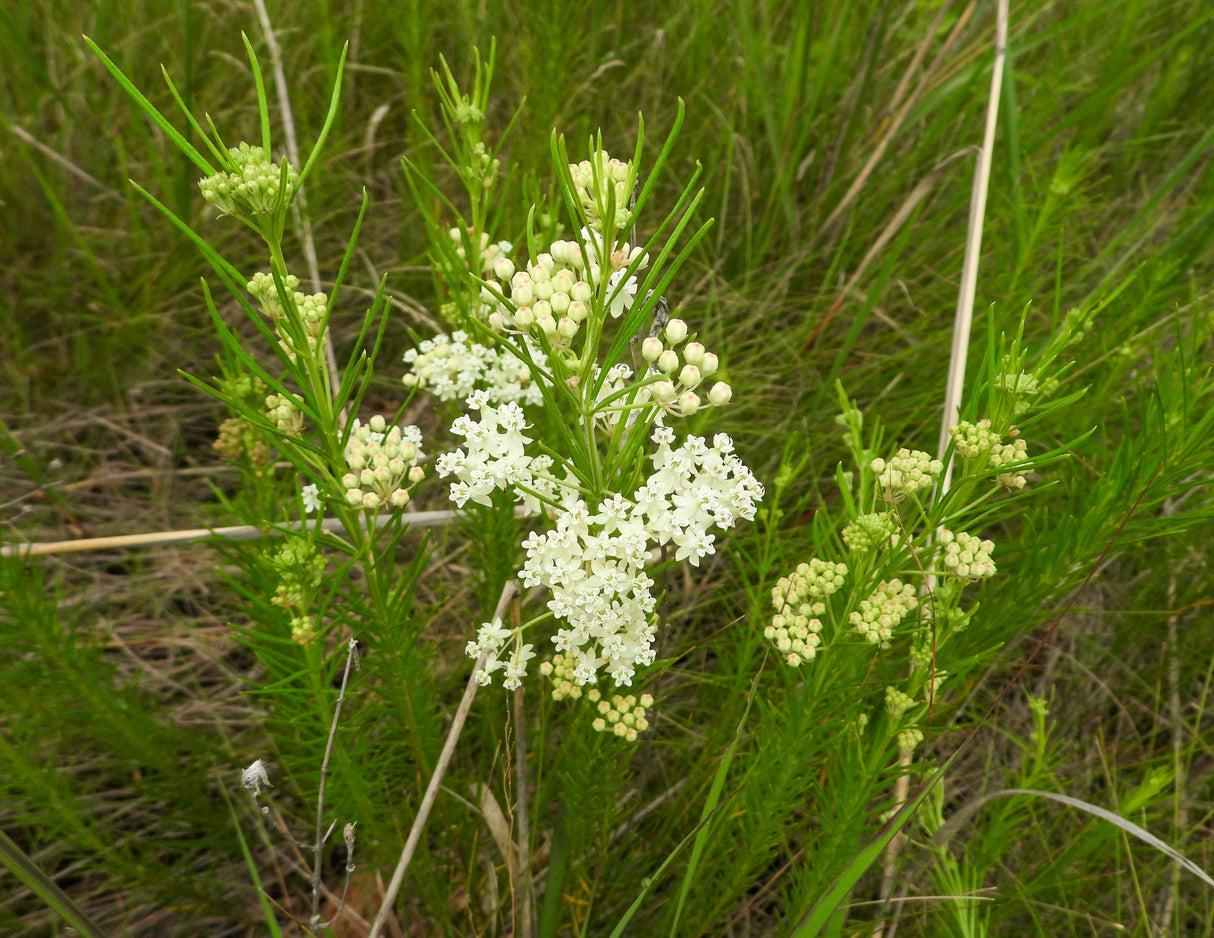 20 WHITE WORLED (Horesetail) MILKWEED Asclepias Verticillata Flower Seeds