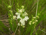 20 WHITE WORLED (Horesetail) MILKWEED Asclepias Verticillata Flower Seeds