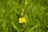 1000 Yellow SEEDBOX (Bushy Water Primrose / Rattlebox / False Loosestrife) Ludwigia Alternifolia Flower Seeds