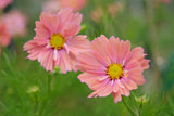 20 APRICOTTA COSMOS Bipinnatus Apricot & Rose Pink Bicolor Flower Seeds