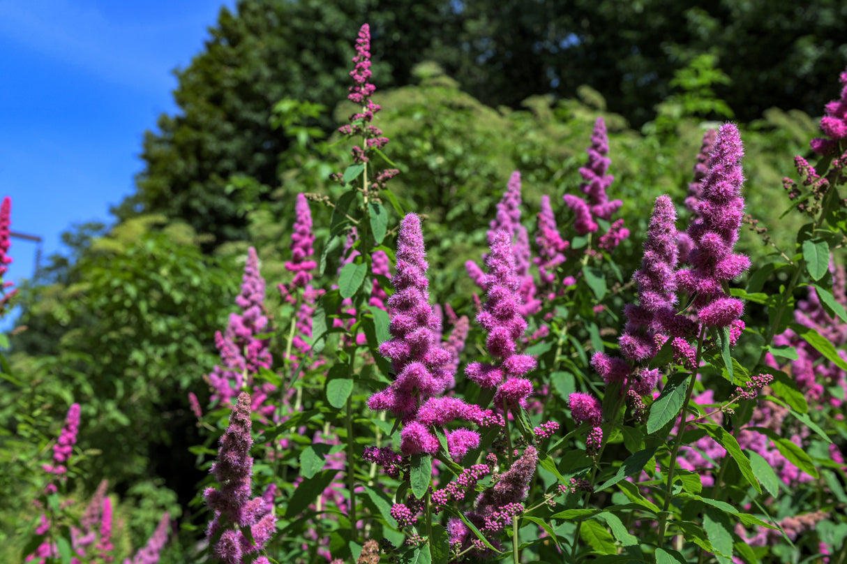 50 ROSE DOUGLAS SPIREA Pink Hardhack Steeple Bush Spiraea Douglasii Flower Shrub Seeds