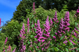 50 ROSE DOUGLAS SPIREA Pink Hardhack Steeple Bush Spiraea Douglasii Flower Shrub Seeds