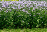 300 PURPLE TANSY Lacy Fiddleneck Phacelia Tanacetifolia Flower Seeds