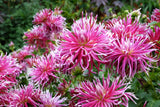 25 CACTUS DOUBLE DAHLIA Mix Variabilis Mixed Colors Hummingbird Flower Seeds