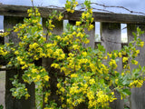 20 GOLDEN CURRANT SHRUB Black Fruit Yellow Flower Ribes Chrysobotrya Aurea Seeds