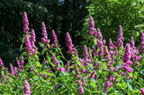 50 ROSE DOUGLAS SPIREA Pink Hardhack Steeple Bush Spiraea Douglasii Flower Shrub Seeds
