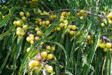10 INDIAN GOOSEBERRY Phyllanthus Emblica Emblic Edible Fruit Tree Seeds